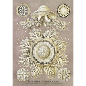 Discomedusae - A5 single card