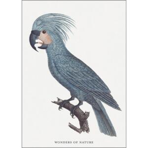 Parrot - A5 single card