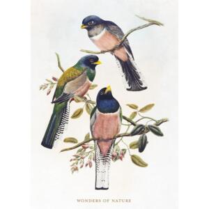 Birds - A5 single card