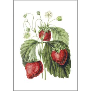 Strawberries - A5 single card