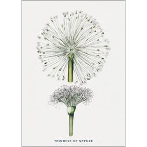 Taraxacum - A5 single card