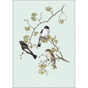 Spotted flycatcher - A5 single card