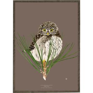 Pygmy Owl - ART PRINT - CHOOSE SIZE