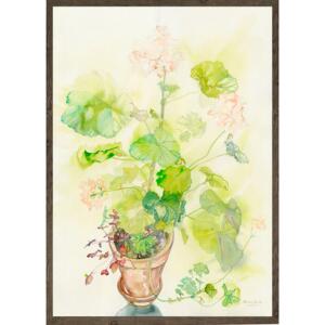 Pelargonium - ART PRINT - CHOOSE SIZE